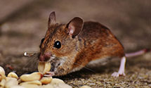 24 Hour & Emergency Exterminators in East Spencer, NC